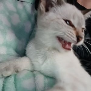 Meet your Posher, Rose